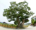 성화동 느티나무 썸네일 이미지