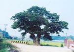 성화동 느티나무-1998년 썸네일 이미지
