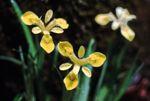 노랑무늬붓꽃 썸네일 이미지