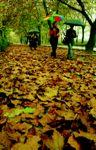 청주가로수길-낙엽 썸네일 이미지