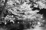 무심천-벚꽃 야경 썸네일 이미지