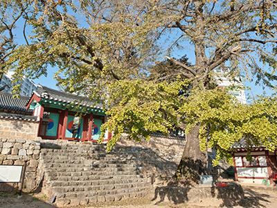 서산향교 은행나무 썸네일 이미지